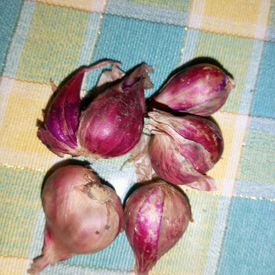 Langkah 11