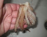 Foto del paso 2 de la receta: Pulpitos españoles con pimentón