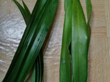Bolu Pandan suji