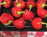 Foto del paso 1 de la receta: Pimentones en conserva