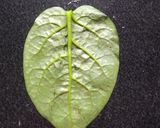 A picture of step 5 of Malabar Spinach Wrap.