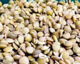Foto del paso 2 de la receta: Germinado de lenteja