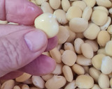Foto del paso 4 de la receta: Lupines 🌱 Altramuces 🌱 Chochos 🌱 Tremosos 🌱 Tremoços 🌱 Frijoles de altramuz 🌱 Entremozos 🌱