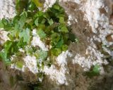 A picture of step 2 of Crispy Fried Bottle Gourd Fritters.