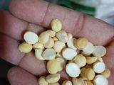 काकडीचे धोंडस (Kakdiche Dhondas Recipe In Marathi)