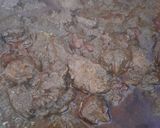 Foto langkah ke 5 dari resep Rendang Daging Sapi.