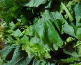 Foto del passaggio 1 della ricetta Cime di rapa alla salentina con uvetta e pinoli 🌶