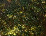Foto del paso 12 de la receta: Romeritos navideños