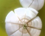 Foto del paso 1 de la receta: Cebolla asada