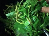 Tumis Kangkung Bunga Pepaya
