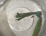 Foto langkah ke 1 dari resep Teh Pandan Cengkeh.