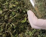 صورة لخطوة 4 من وصفة تجفيف وحفظ النعناع 🍃🍃