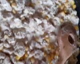Tejszínes kukoricás pulykahusi recept fázis 2 fotója