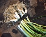 Hình bước làm 4 của món Canh su su thịt ba chỉ