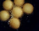 A picture of step 1 of Paneer Gulab Jamun.
