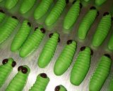Foto langkah ke 3 dari resep Caterpillar Cookies Keju ala Ibun Tania.