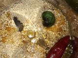 পটল তিল পোস্ত(potol teel posto recipe in Bengali)