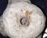 Foto langkah ke 4 dari resep Donat menul ekonomis.
