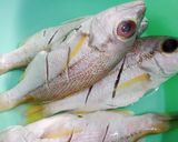 Foto langkah ke 1 dari resep Ikan kerisi goreng.