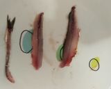 Foto del paso 7 de la receta: Boquerones en vinagre