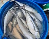 Hình bước làm 1 của món Cá thắt đuôi kho dưa
