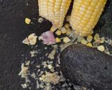 Foto langkah ke 2 dari resep Perkedel jagung padang.
