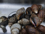 Escargot con macedonia de verduras