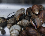 Foto del paso 2 de la receta: Escargot con macedonia de verduras