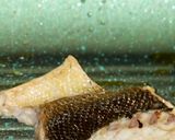Foto del passaggio 8 della ricetta Risotto al Branzino e Champignons con Bottarga di Tonno