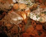 Une image de l'étape 7 de Paupiettes de veau châtelaine au Cook Expert.