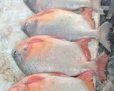 Foto del paso 1 de la receta: Cachamas guisada con coco