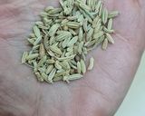 Foto del paso 1 de la receta: Infusión de semillas de hinojo 🍵