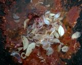 Foto langkah ke 2 dari resep Sambal terong mentah.