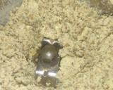 கடலைக் கறி மசாலா(kadalai curry recipe in tamil) ரெசிபி ஸ்டேப் 2 புகைப்படம்