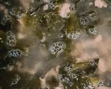 Foto langkah ke 4 dari resep Miyeok guk / Soup Rumput Laut Korea.