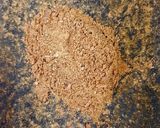 A picture of step 2 of Mutton Rogan Josh (Mutton in Kashmiri style).