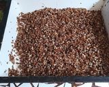 Foto del paso 2 de la receta: Mote de trigo