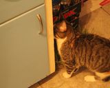 Foto del paso 7 de la receta: Sopa Maja.......dijo mi jermu