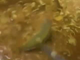 رز بخاري