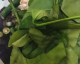 Foto langkah ke 1 dari resep Sayur Lodeh.
