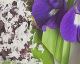 Foto langkah ke 8 dari resep Lupis Ketan Hitam Manis.