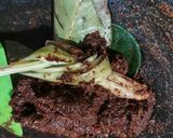 Foto langkah ke 3 dari resep Rawon.