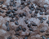 Foto del paso 3 de la receta: Alfajores y Cookies de Chocolate sin TACC con Premezcla MAIZENA®