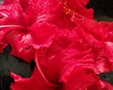 A picture of step 1 of Hibiscus Apple Cinnamon Tea.