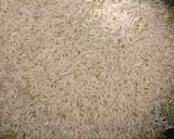 Une image de l'étape 2 de Riz pilaf au curcuma.