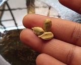 A picture of step 7 of Chinese brown rice.