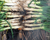 Foto del paso 2 de la receta: Calçot