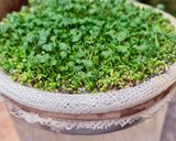 Foto del paso 9 de la receta: Brotes de chía 🌱 Especial para niños, una propuesta saludable para ver crecer, cosechar y saborear