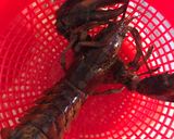 Foto del paso 3 de la receta: Arroz con bogavante 🦞