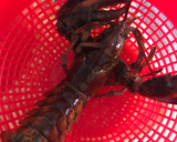 Foto del paso 3 de la receta: Arroz con bogavante 🦞